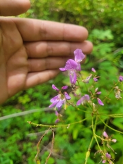Desmodium cuspidatum