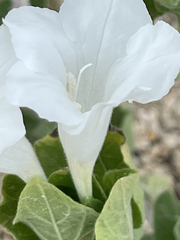 Ruellia leucantha