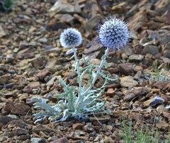 Echinops humilis