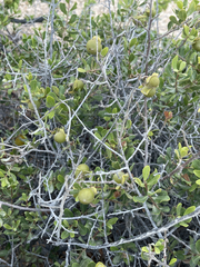 Diospyros intricata