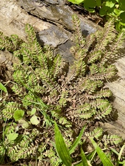 Euphorbia thymifolia