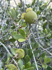 Diospyros intricata