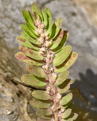 Euphorbia thymifolia