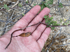 Erythrostemon pannosus