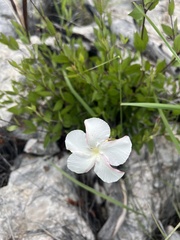 Mandevilla brachysiphon