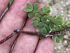 Erythrostemon pannosus