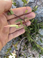 Mandevilla brachysiphon