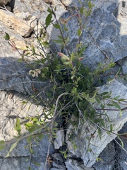 Mandevilla brachysiphon