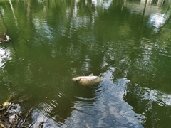 Barbonymus gonionotus