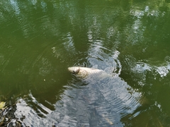 Barbonymus gonionotus