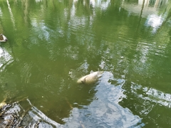 Barbonymus gonionotus