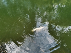 Barbonymus gonionotus