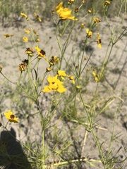 Coreopsis tinctoria atkinsoniana
