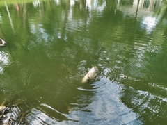 Barbonymus gonionotus