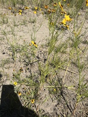 Coreopsis tinctoria atkinsoniana