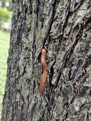 Thyropygus allevatus