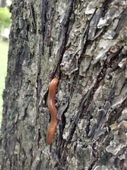 Thyropygus allevatus