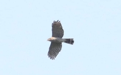 Accipiter virgatus affinis