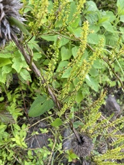 Dioscorea galeottiana