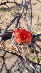 Brachychiton viscidulus