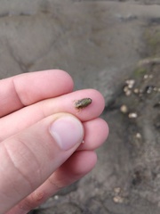 Isocladus armatus