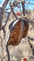 Brachychiton viscidulus