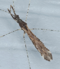 Empicoris vagabundus