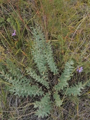 Diarthron altaica