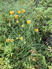 Calochortus barbatus