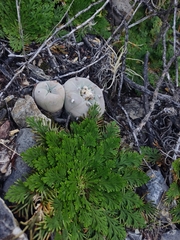 Lophophora diffusa