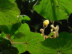 Hibiscus macrophyllus