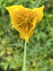 Calochortus barbatus