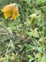 Calochortus barbatus