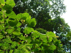 Hibiscus macrophyllus