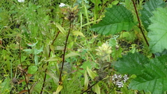 Castilleja unalaschcensis