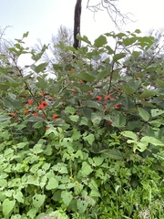 Erythrina breviflora