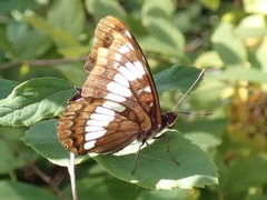 Limenitis lorquini