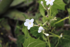 Cnidoscolus tehuacanensis