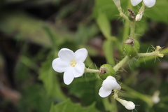 Cnidoscolus tehuacanensis