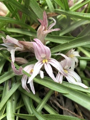 Aphyllon californicum