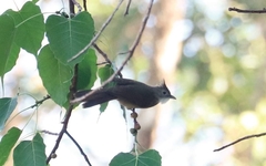 Alophoixus ochraceus