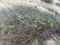 Erythrostemon pannosus