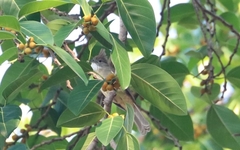 Alophoixus ochraceus