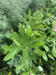 Psacalium peltatum