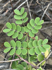 Erythrostemon pannosus