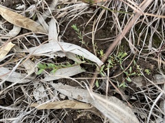 Pimelea spinescens spinescens