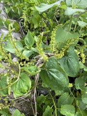 Dioscorea galeottiana