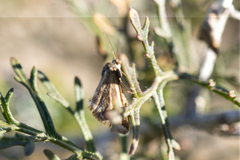 Anomocentris capnoxutha