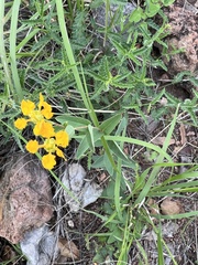 Aspicarpa hirtella