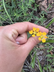 Aspicarpa hirtella